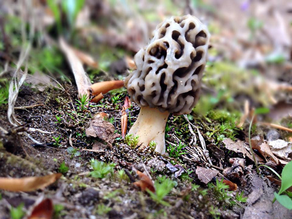 The World of Edible Mushrooms