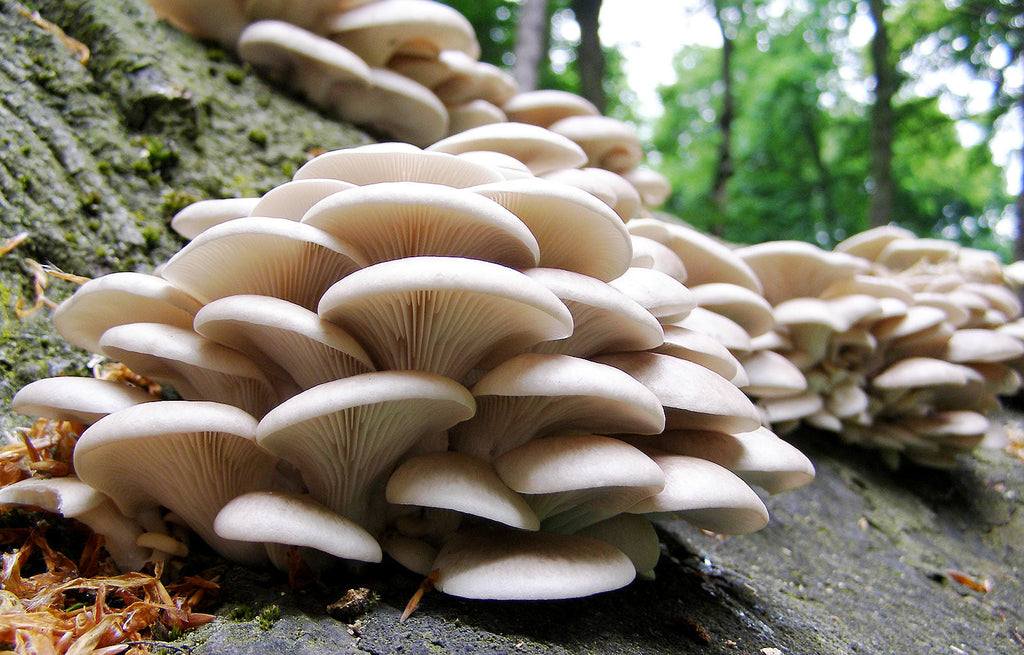 How Mushrooms are Changing the World!